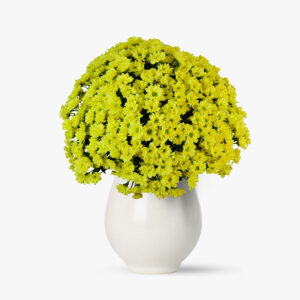 Buchet de 55 crizanteme galbene