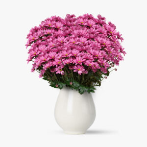 Buchet de 75 crizanteme roz