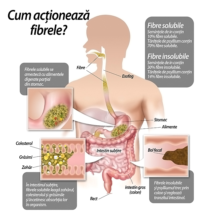 Colon Help - Image 2