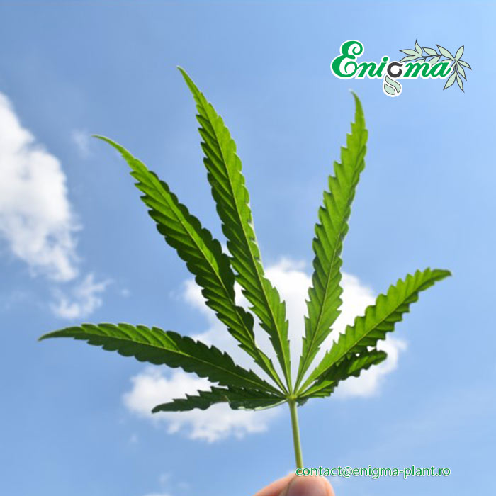 Ulei Cbd Full Plant Extract - Cannabidiol 1350Mg/100Ml Sticla - Image 2
