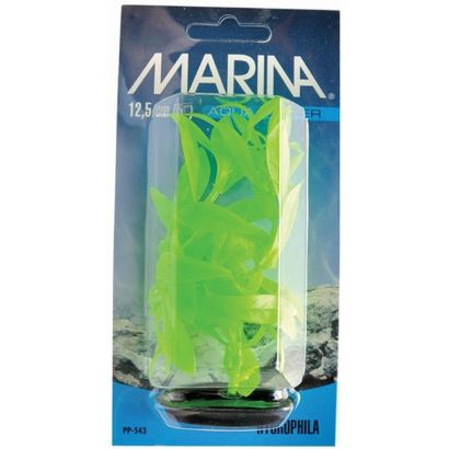 Marina Planta Color Hygrophila 12.5 cm PP543