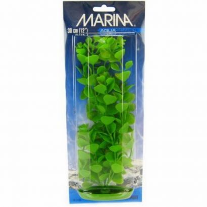 Marina Planta Moneywort 20 cm PP816