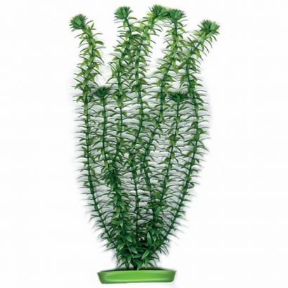 Planta Marina Anacharis – 37,5 Cm Pp1503