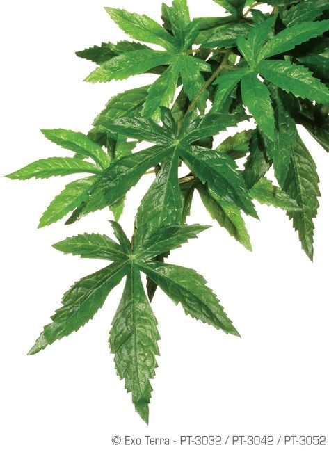 Exo Terra Plante Abutilon M PT3042