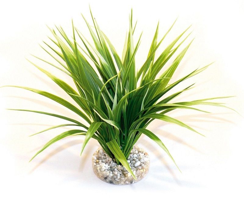 Sydeco Plante Oasis 20cm 349665