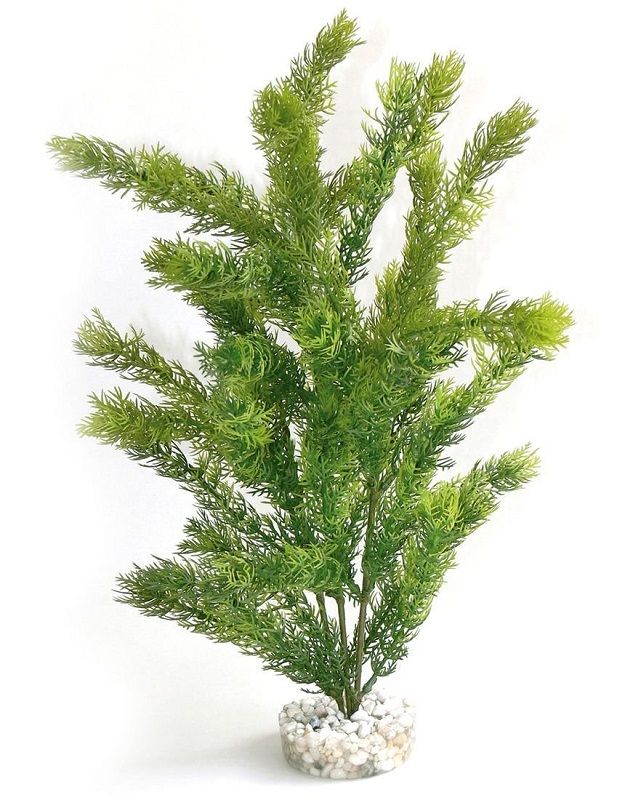 Sydeco Plante Sea Pearl 35cm 349658